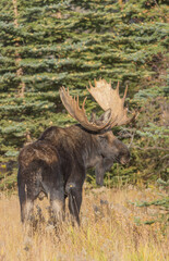 Bull Shiras Moose During the Rut in Wyoming in Autumn