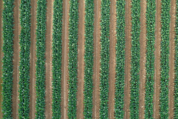 Cultivo de verduras, canónigos vista desde el aire, con dron 