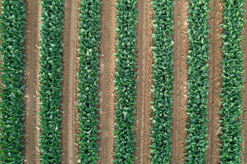 Cultivo de verduras, canónigos vista desde el aire, con dron 