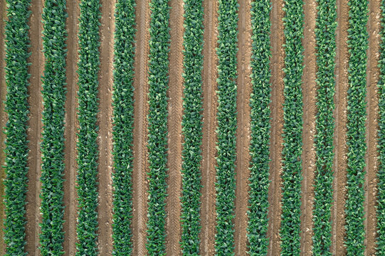 Cultivo de verduras, can&oacute;nigos vista desde el aire, con dron 