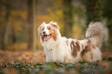 Australian shepherd is standing in the forest. It is autumn portret.
