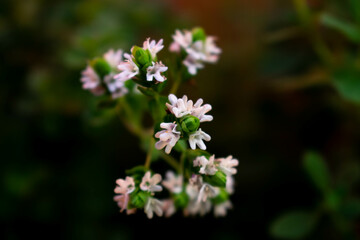 Obraz premium Flower