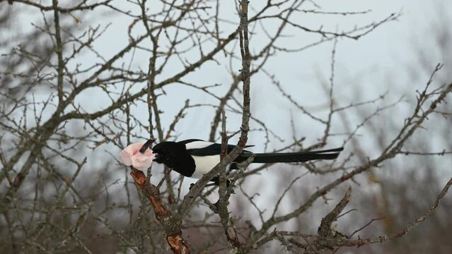 Close up of Common magpie Pica pica. A bird sits on a branch of a bush and eats lard.