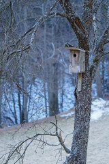 Wooden birdhouse on a pear tree in winter.