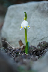 A blossom in front of a stone.