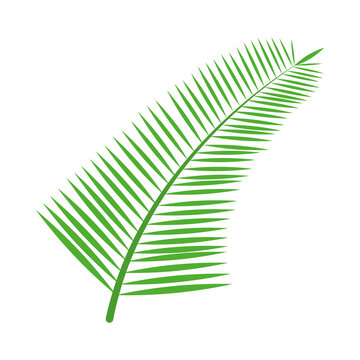 palm leaf icon