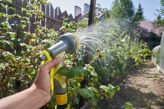 Close-up of a man's hand spraying an aqueous solution on plants under pressure. Watering raspberry bushes in the garden. Gardening concept. High quality photo