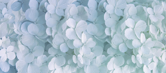 Fototapeta małe białe kwiaty hortensji jako tło, kwiatowe tło obraz