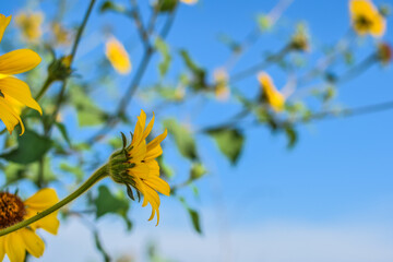 Girasol