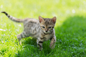 Naklejka na ściany i meble Bengal Kitten im Gras