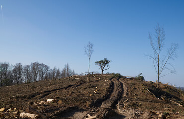 Fototapeta premium Das Ende eines Waldes auf dem Lüderich im Bergischen Land.