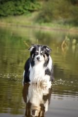Border collie is standing in lake in water. He loves water.