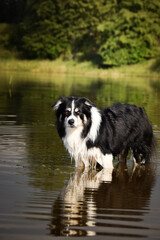 Border collie is standing in lake in water. He loves water.