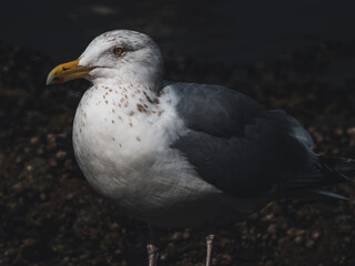 seagull on the beach