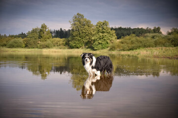 Border collie is standing in lake in water. He loves water.