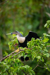 Anhinga snake bird perched drying its wings