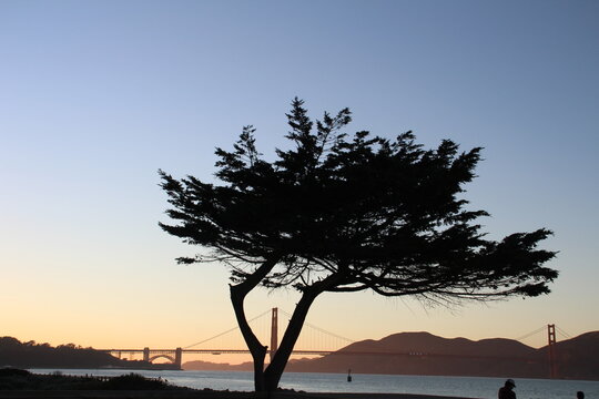 San Francisco California travel pictures of the Golden Gate Bridge during sunset with a tree