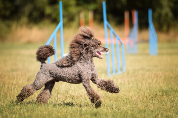 Dog is jumping over the hurdles.  Amazing day on czech agility privat training