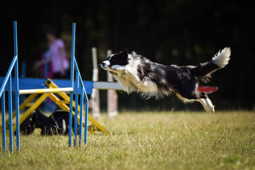 Dog is jumping over the hurdles.  Amazing day on czech agility privat training