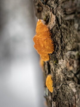 slime mold