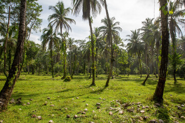 Obraz na płótnie Canvas Coco plantation in the jungle