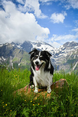 Naklejka na ściany i meble Portrait of border collie is sitting in austria nature near to glossglockner.