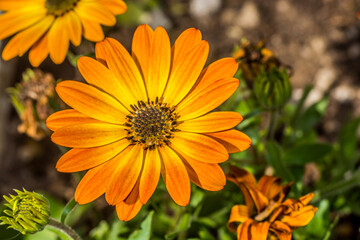 Macro photographe of orange Dimorphotheca ecklonis (osteospermum) 