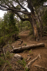 Hiking in the woods. View of the footpath across the green forest and mountains. 	
