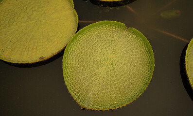 Exotic South American flora. Top view of Victoria cruziana, also known as Giant Water Lily, large green floating leaves, growing in the pond.