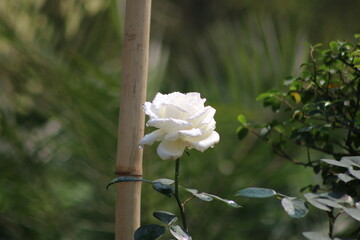 A white rose in the garden that has good smell.