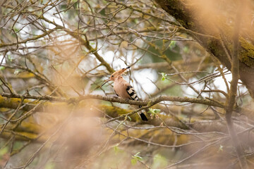 beautiful hoopoe bird resting in a tree, while watching for predators.