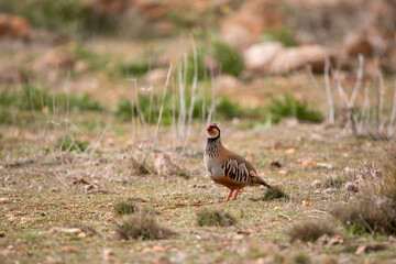 Adult red-legged partridge with its beautiful stripes on its flanks, its black collar, with its red legs and beak attentive to the noises of nature, and ready to fly.