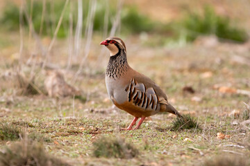 Adult red-legged partridge with its beautiful stripes on its flanks, its black collar, with its red legs and beak attentive to nature.