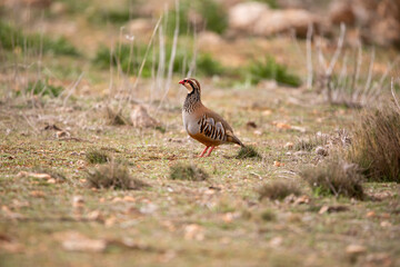 The beautiful adult red-legged partridge is characterized by its striped flanks, black collar,, and its red legs and beak.