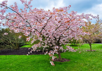 Fototapeta premium Kew botanical garden in spring, London, United Kingdom