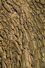 Bark of a tree. Bark tree texture. Bark pattern