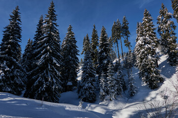 Snowy forest in the winter scene. Trees with snow. February 2022 