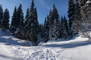 Snowy forest in the winter scene. Trees with snow. February 2022 
