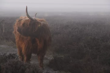 Fotobehang A Scottish highlander in a misty heather landscape. Looks sideway. © Jose