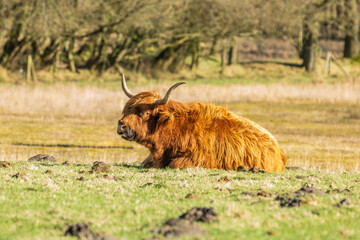 Close up of a lying ruminant Scottish highlander cow in the Eexterveld nature reserve near Anderen...
