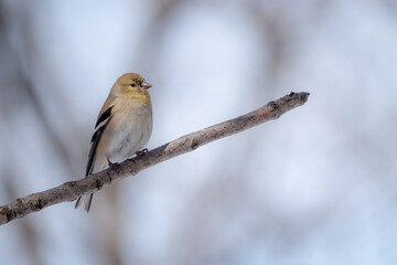 A perched American goldfinch in winter