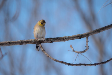 A perched American goldfinch in winter