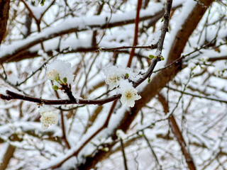 blooming spring sprout branches and flowers that freeze under the snow in spring