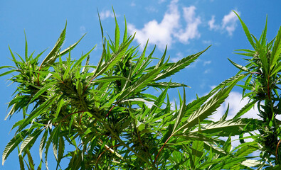 A cannabis plant