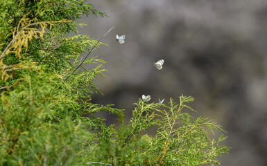 Butterfly on a flower. A flock of butterflies by the water. Colorful spring background with copy...