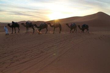 Fototapeta na wymiar sunset, golden hour, shadows, erg chebbi, sand dunes, sahara, desert, morocco, traveling, autumn, fall, roadtrip, camel, sand, camels, caravan, travel, animal, landscape, nature, safari, bedouin, dune