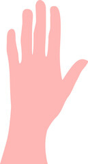 An image of a woman's hand. The woman's hand is monochromatic. The structure of a woman's hand. Pattern of the hand
