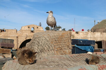 Essaouira - morocco, traveling, autumn, fall, roadtrip, bird, animal, nature, wildlife, wild,...