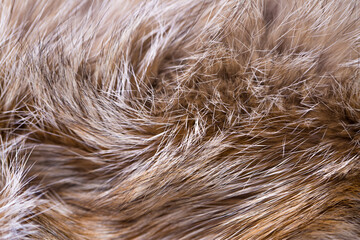 Animal fur close up. Background of gray sable and red fox or chinchilla wool, pile fur texture.