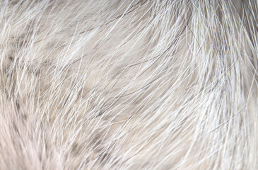 Animal fur close up. Background of gray sable and red fox or chinchilla wool, pile fur texture.